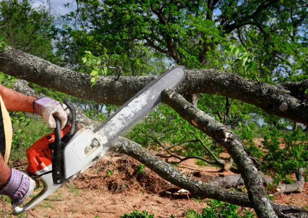 Tonkawa, OK Tree Service Company